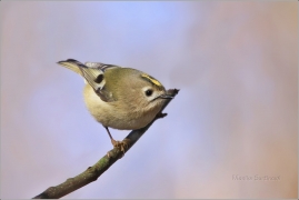 <p>KRÁLÍČEK OBECNÝ (Regulus regulus) /Goldcrest - Wintergoldhähnchen/</p>